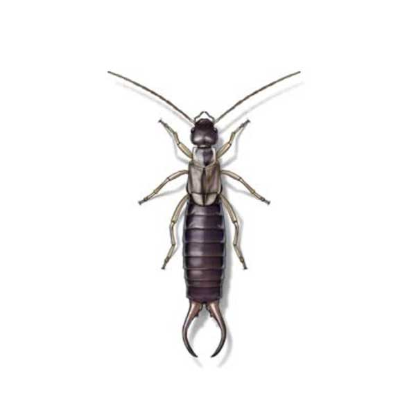 The Intricacies Of Earwig Behavior And Control
