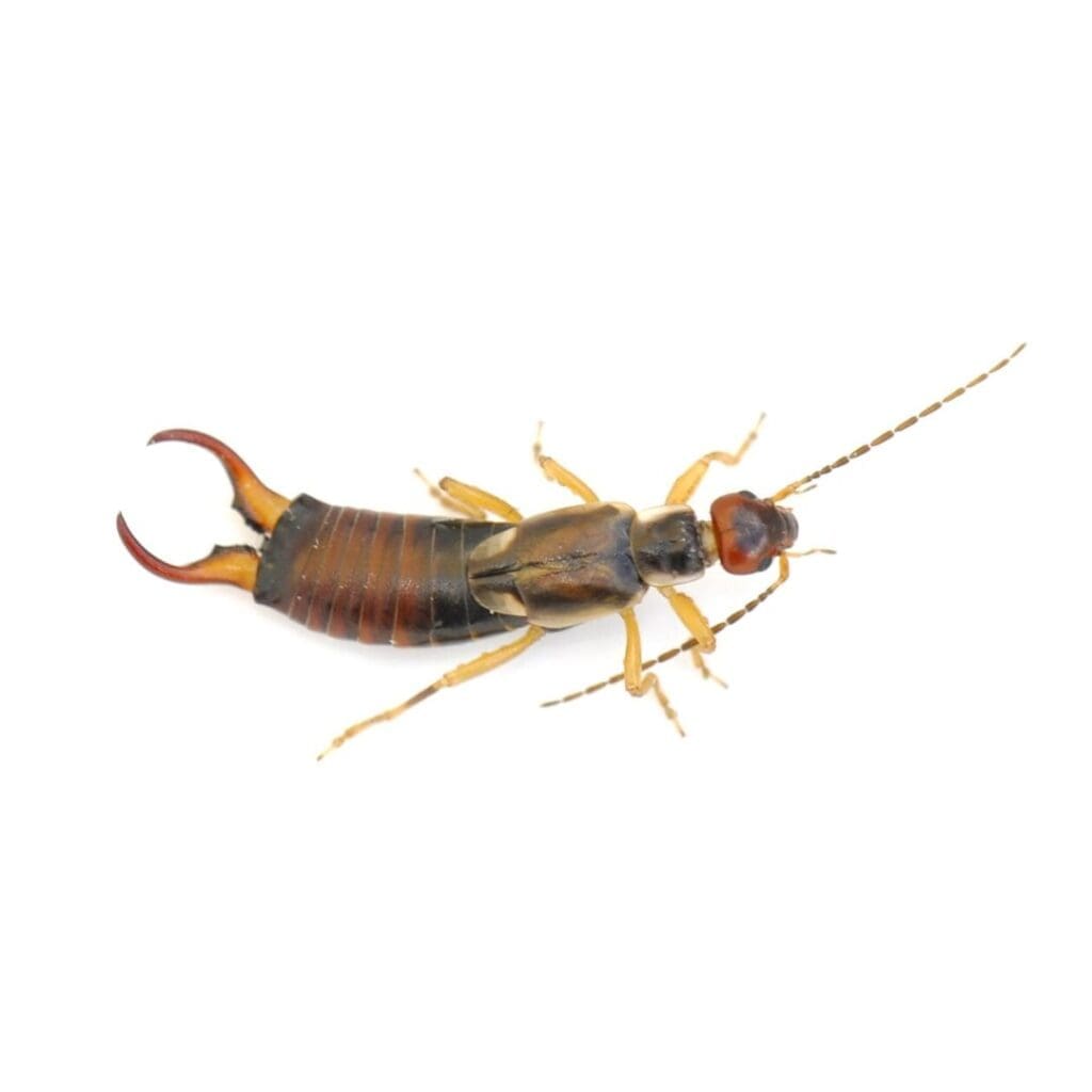 The Intricacies Of Earwig Behavior And Control
