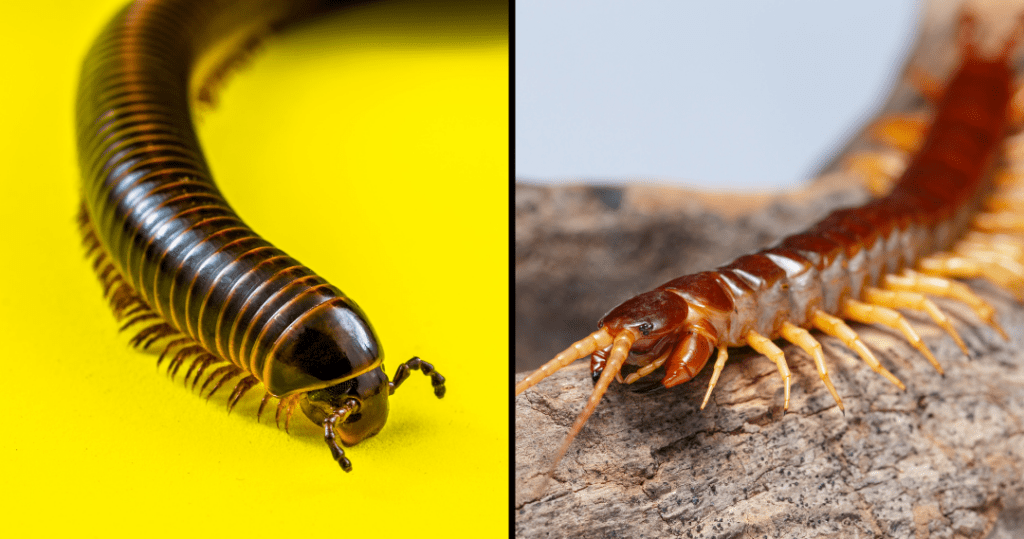 The Intriguing World Of Centipedes And Millipedes