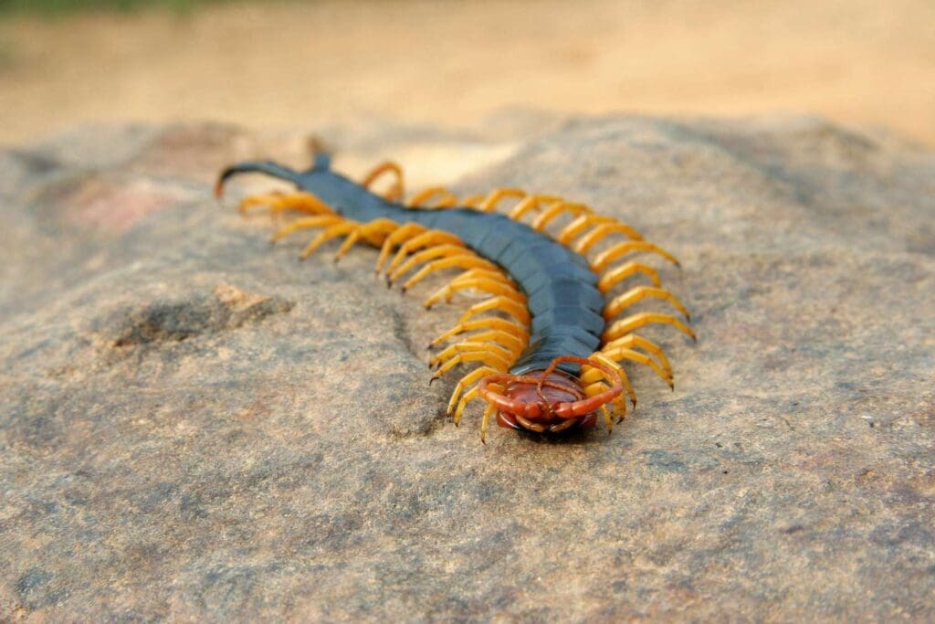 The Intriguing World Of Centipedes And Millipedes