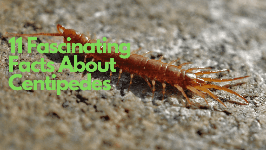 The Intriguing World Of Centipedes And Millipedes