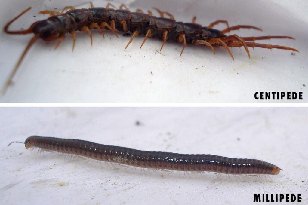 The Intriguing World Of Centipedes And Millipedes