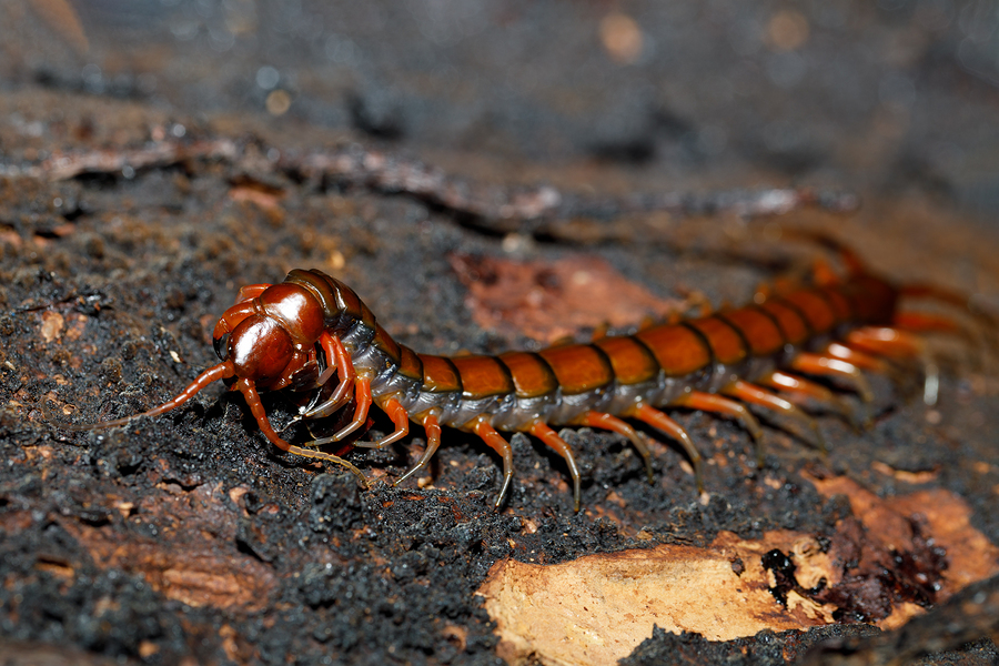 The Intriguing World Of Centipedes And Millipedes