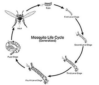 The Modern Approach To Mosquito Control In Homes