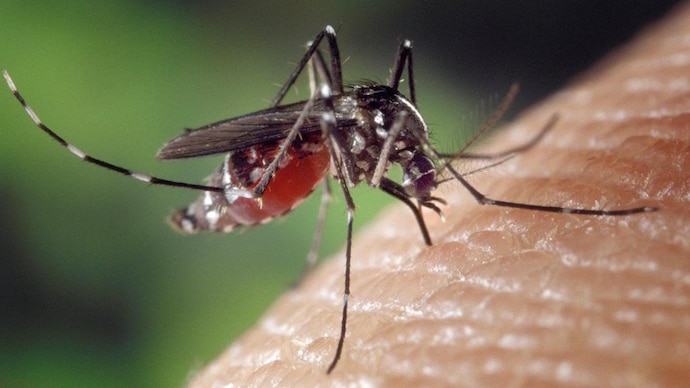 The Modern Approach To Mosquito Control In Homes