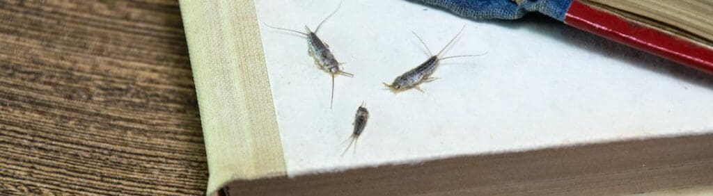 The Mysterious World Of Silverfish: Habits And Control