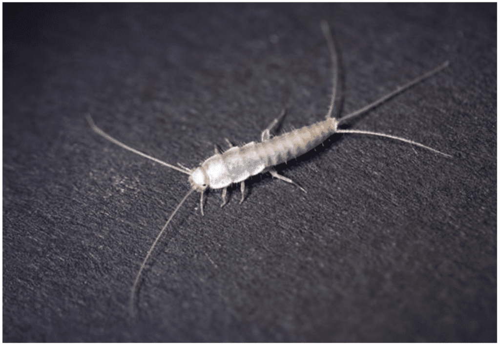 The Mysterious World Of Silverfish: Habits And Control