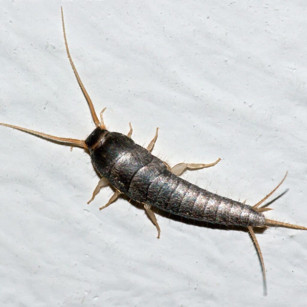 The Mysterious World Of Silverfish: Habits And Control