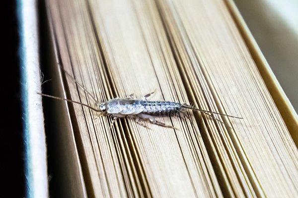 The Mysterious World Of Silverfish: Habits And Control