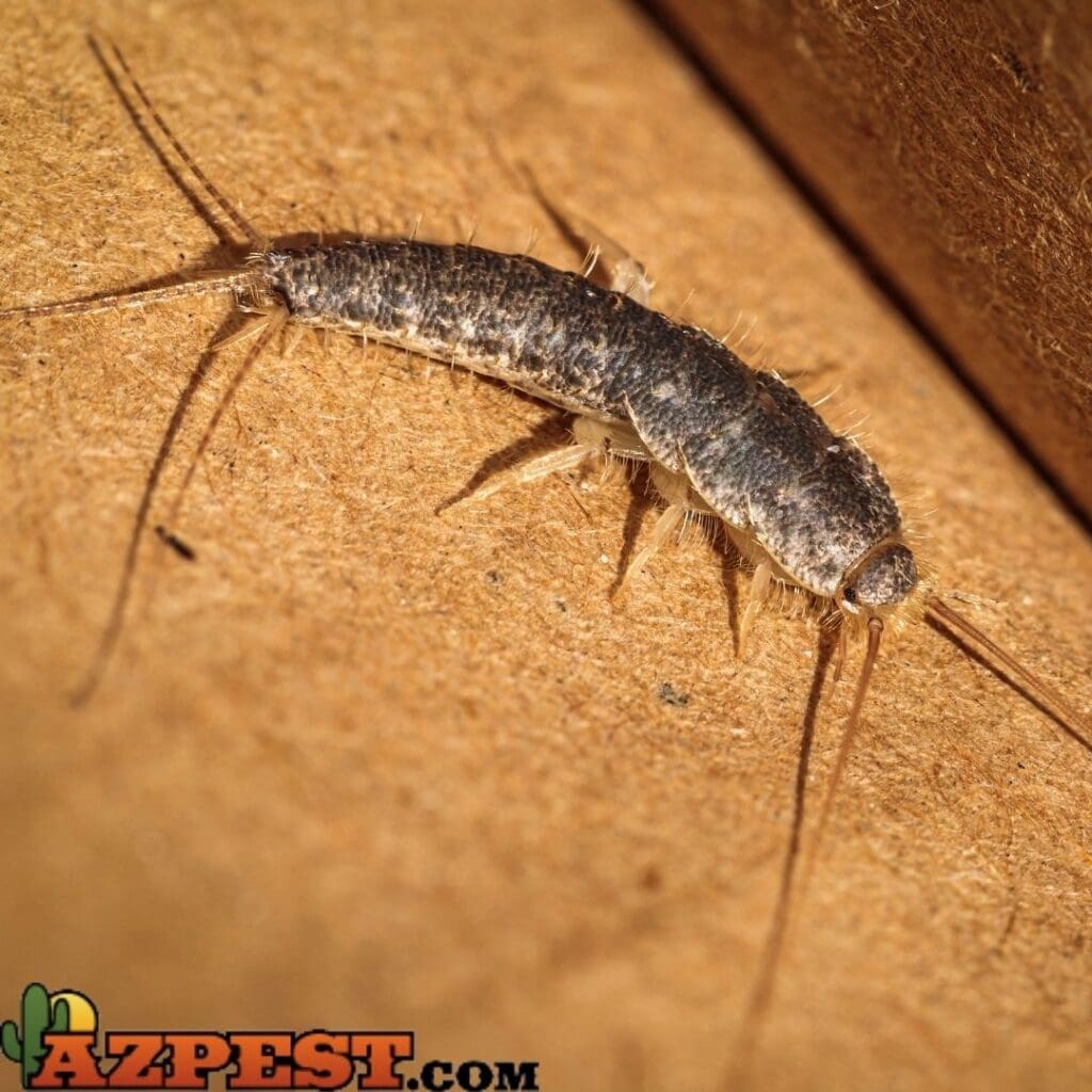 The Mysterious World Of Silverfish: Habits And Control