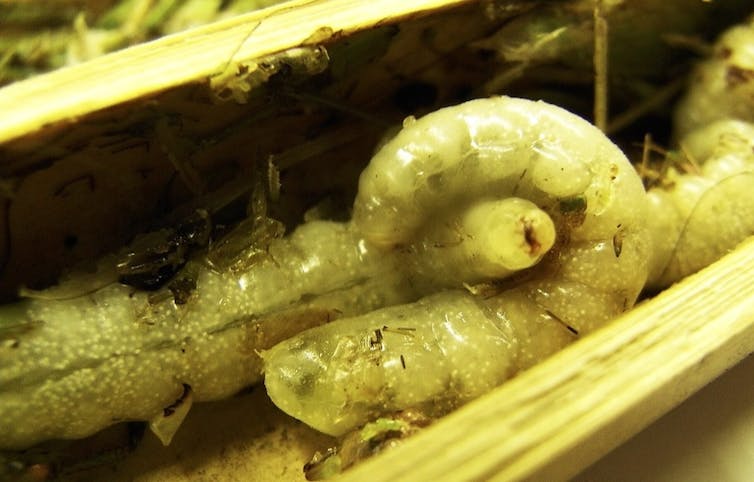 The Mystery Of Solitary Pests
