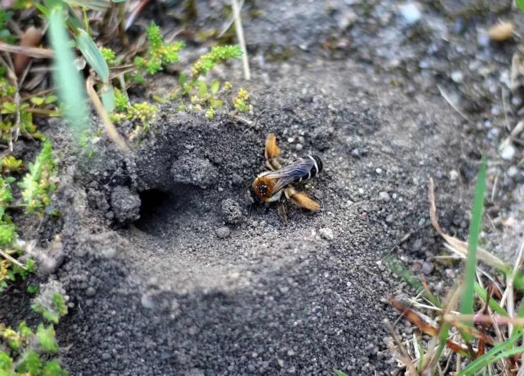 The Mystery Of Solitary Pests