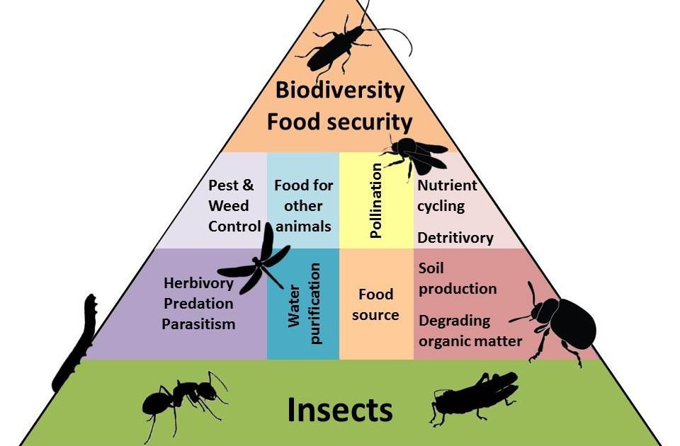 The Mystery Of Solitary Pests