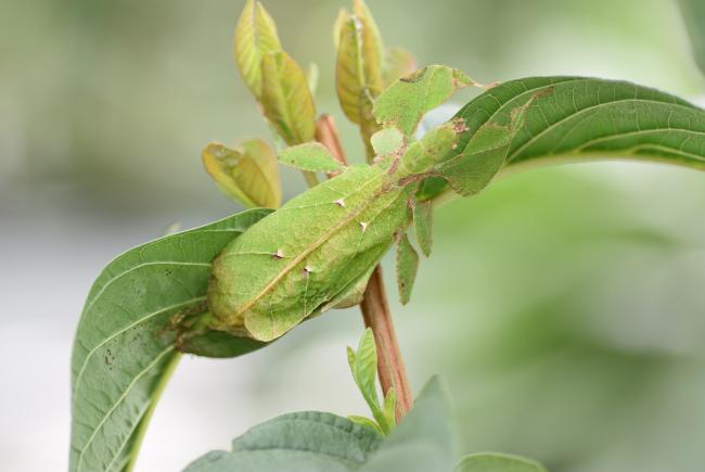 The Mystery Of Solitary Pests