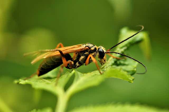 The Mystery Of Solitary Pests