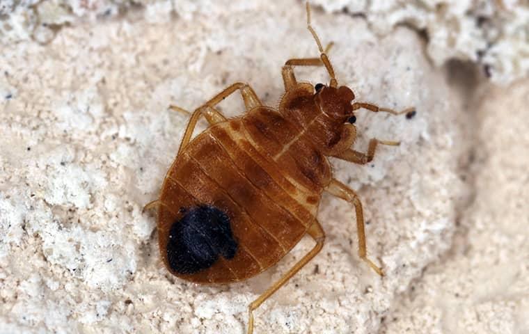 The Mythology Of Pests