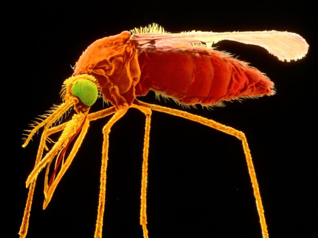 The Oily Odor Mystery: Which Pest Is Responsible?
