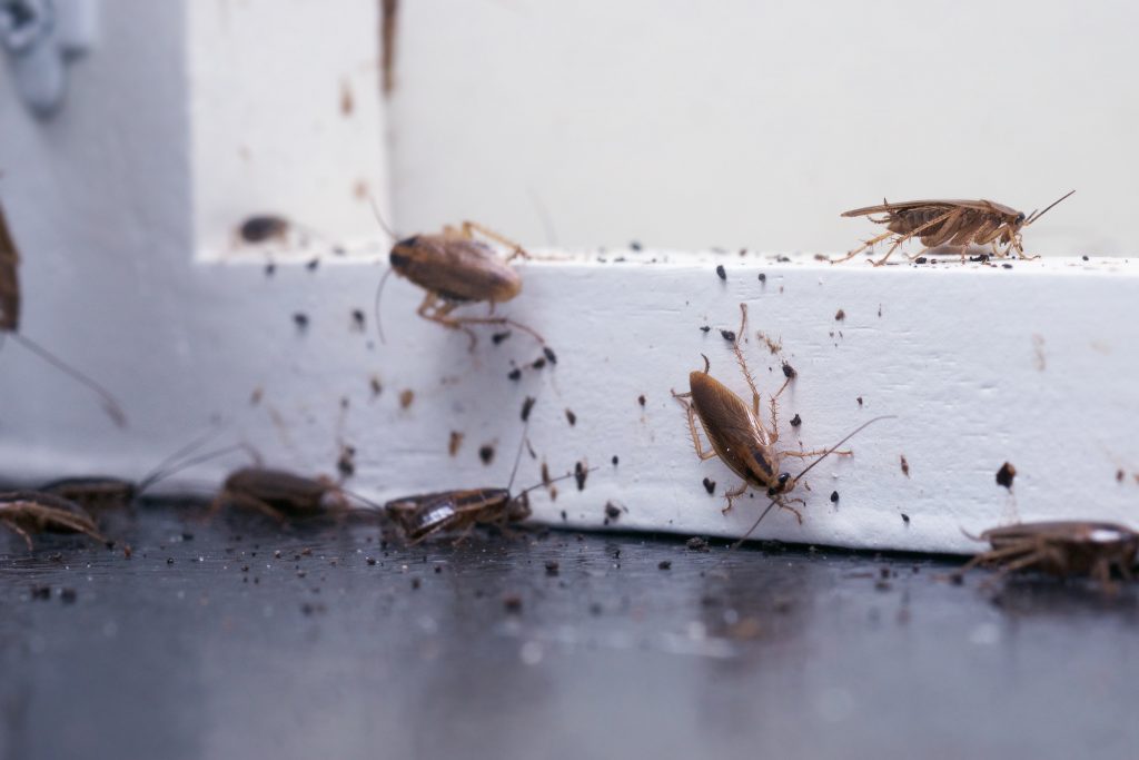 The Oily Odor Mystery: Which Pest Is Responsible?