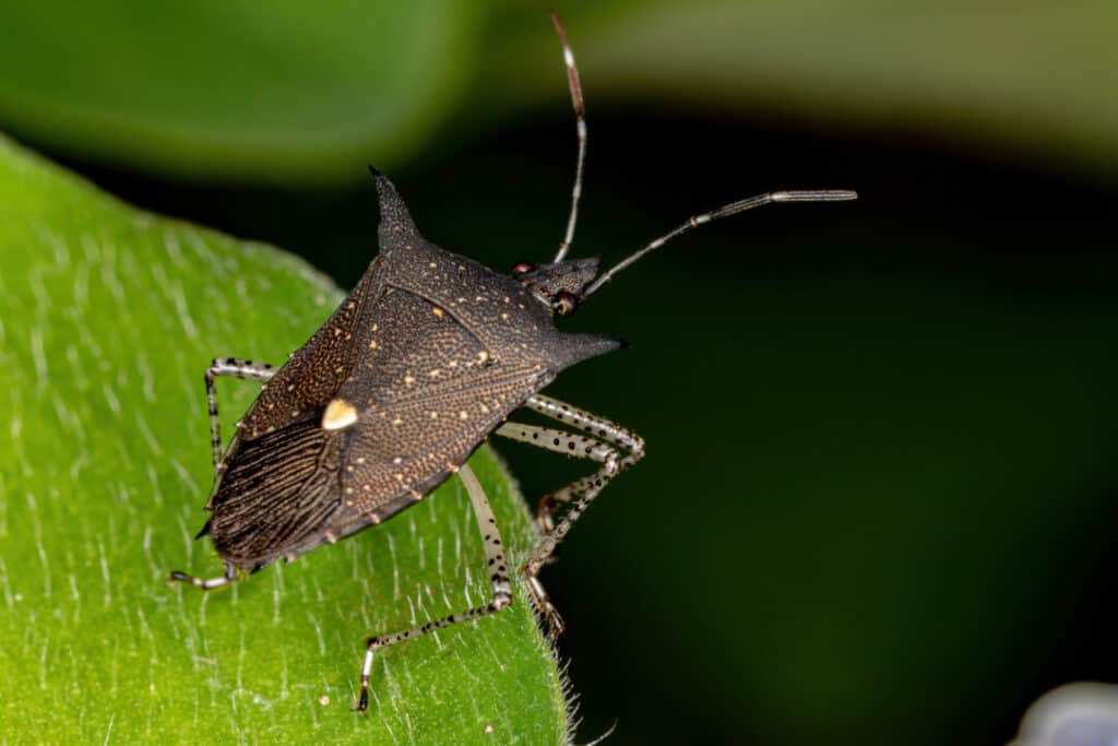 The Oily Odor Mystery: Which Pest Is Responsible?