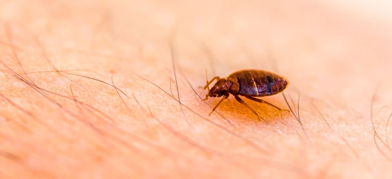 The Oily Odor Mystery: Which Pest Is Responsible?