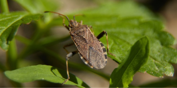The Oily Odor Mystery: Which Pest Is Responsible?