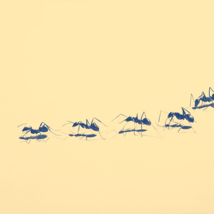 The Psychology Behind Fear Of Pests