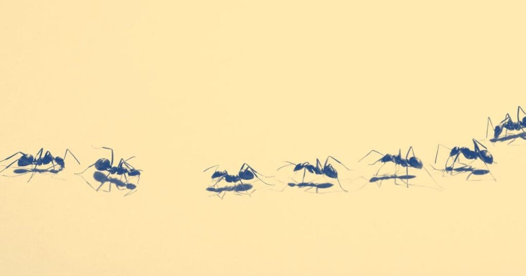 The Psychology Behind Fear Of Pests