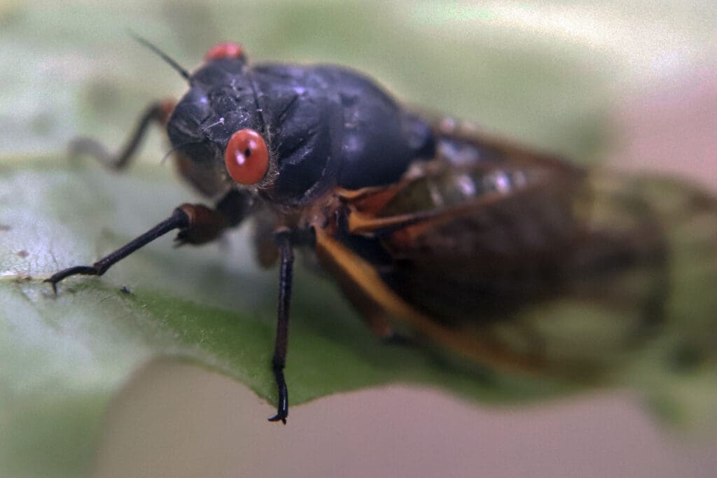 The Psychology Behind Fear Of Pests