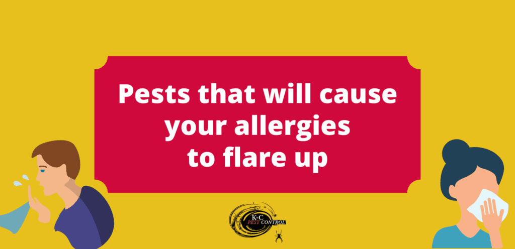 The Relationship Between Pests And Allergies