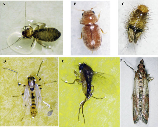 The Relationship Between Pests And Allergies