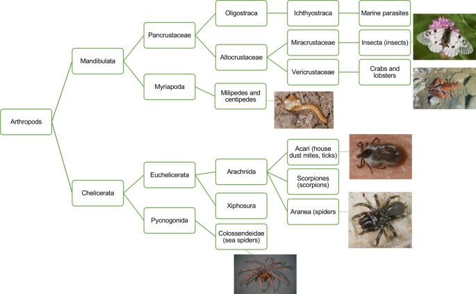 The Relationship Between Pests And Allergies