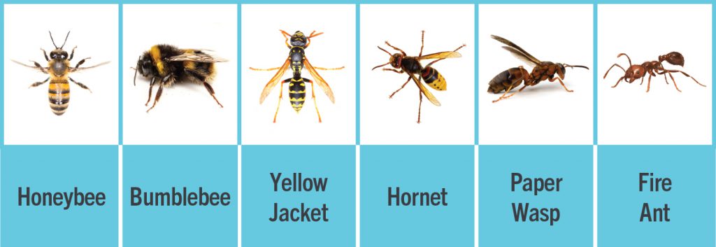 The Relationship Between Pests And Allergies