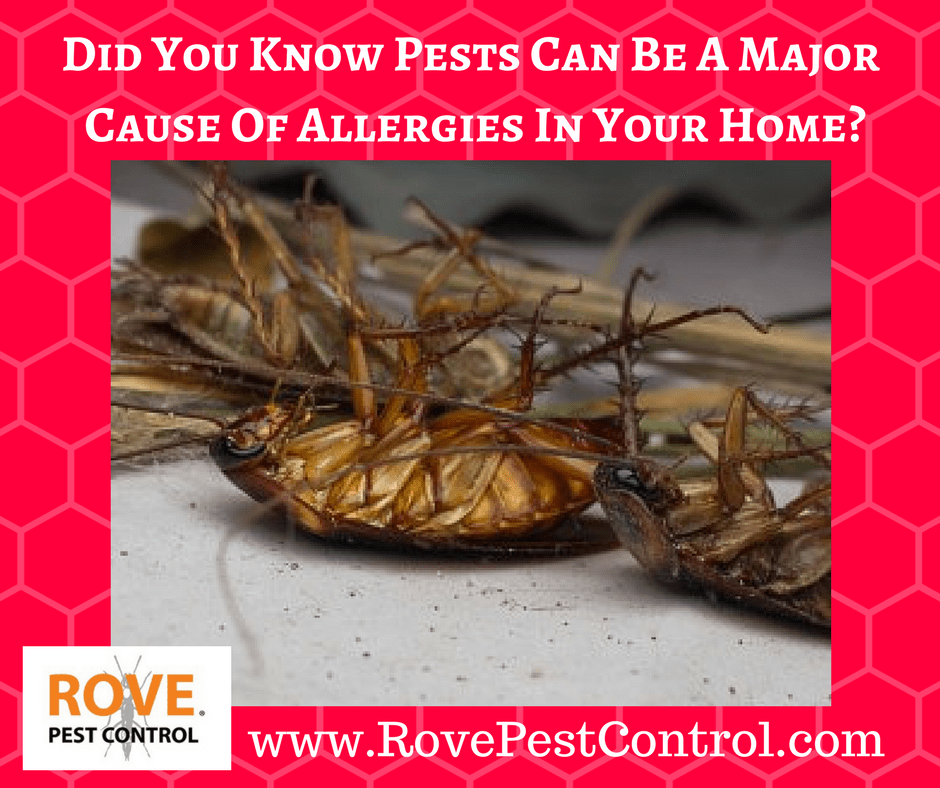 The Relationship Between Pests And Allergies