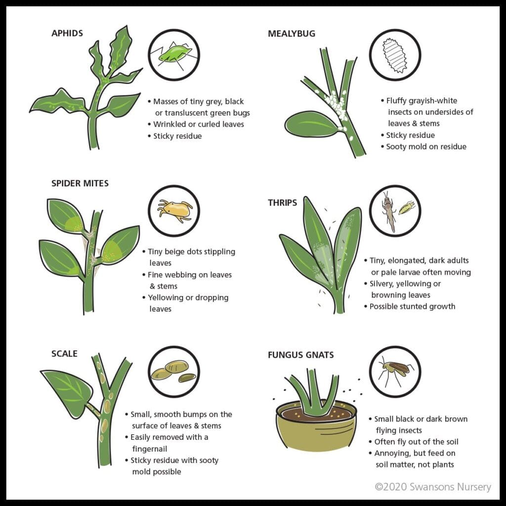 The Relationship Between Pests And House Plants