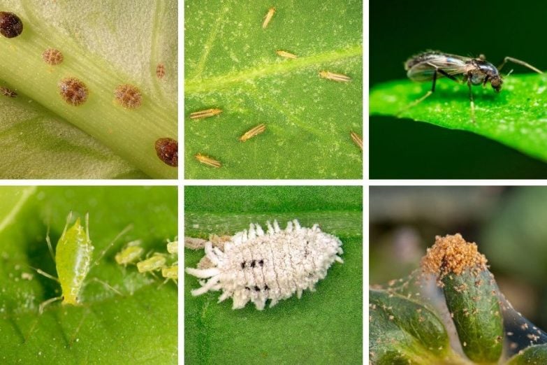 The Relationship Between Pests And House Plants