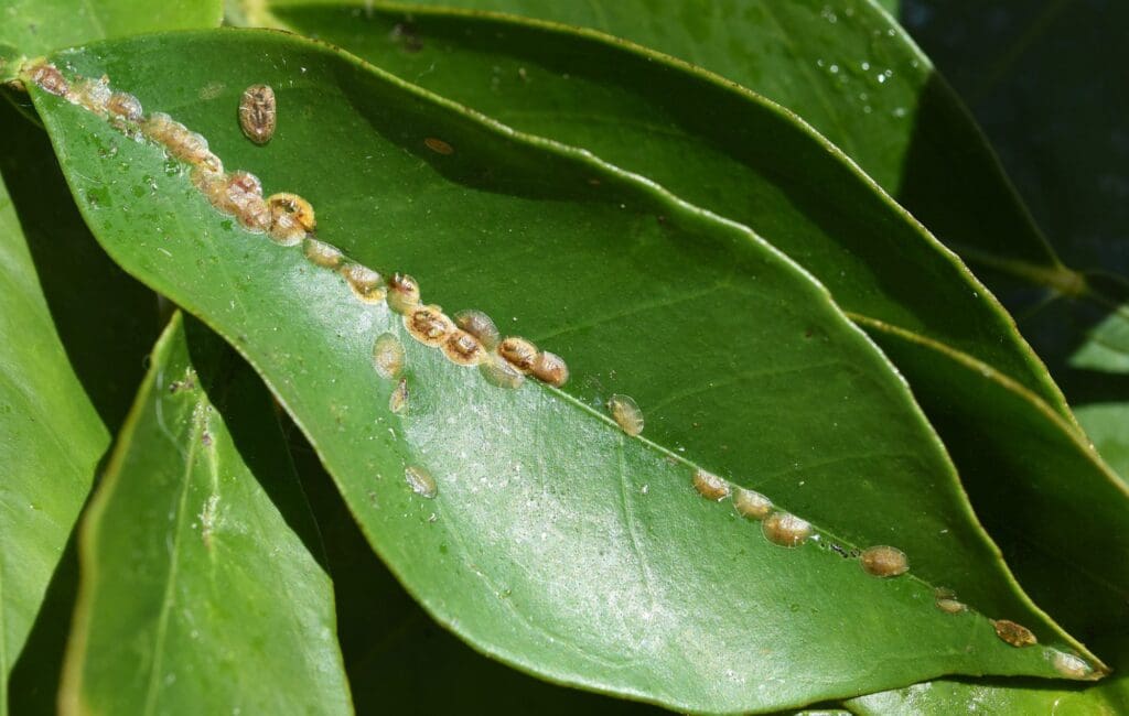 The Relationship Between Pests And House Plants