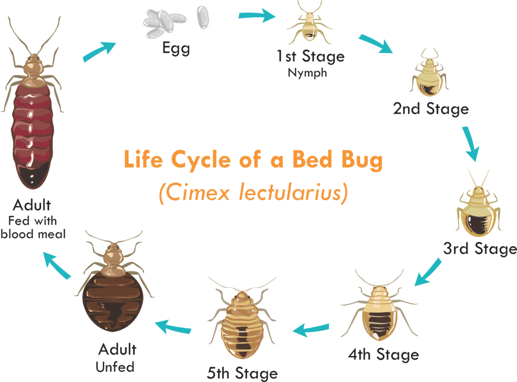 The Rise Of Bed Bugs: Causes And Solutions