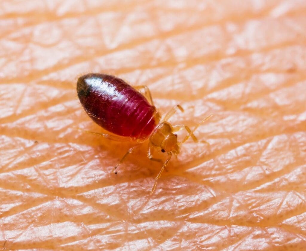 The Rise Of Bed Bugs: Causes And Solutions