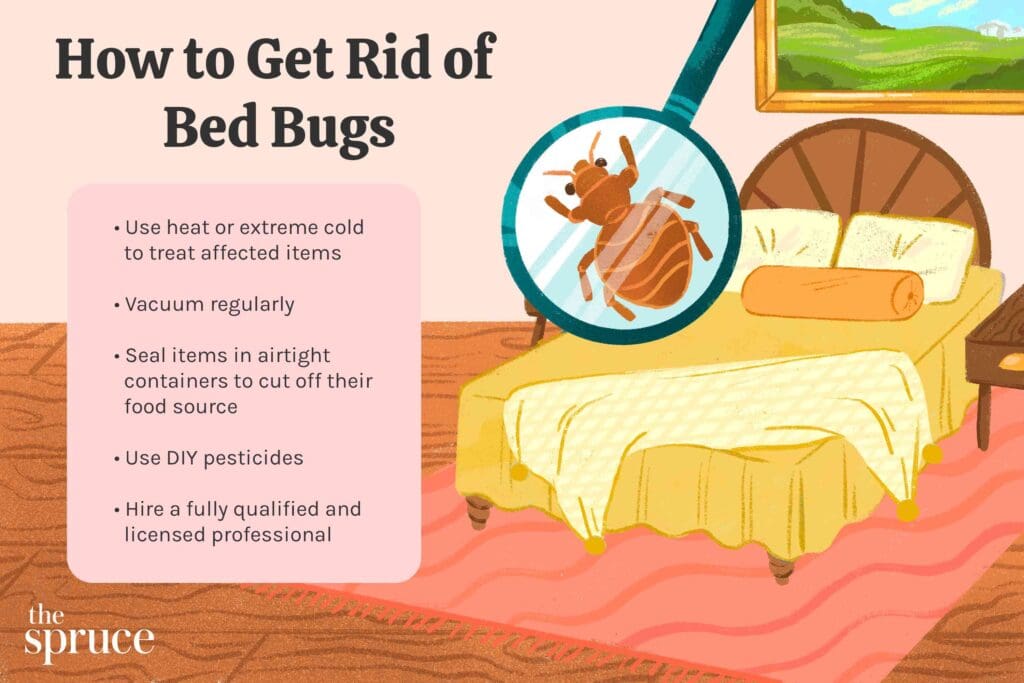 The Rise Of Bed Bugs: Causes And Solutions