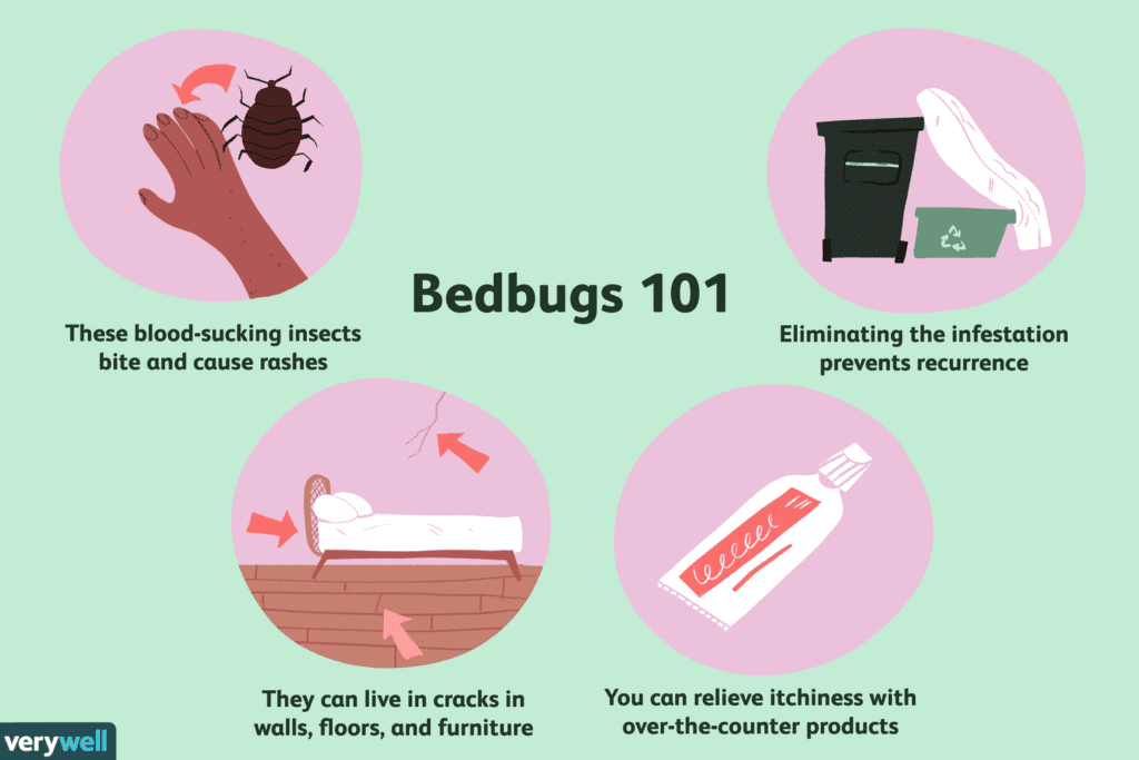 The Rise Of Bed Bugs: Causes And Solutions