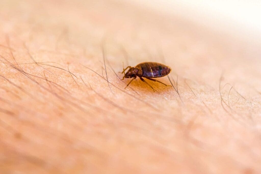 The Rise Of Bed Bugs: Causes And Solutions