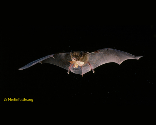 The Role Of Bats In Natural Pest Control