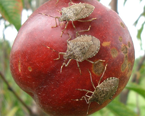 The Role Of Bats In Natural Pest Control