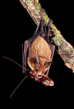 The Role Of Bats In Natural Pest Control