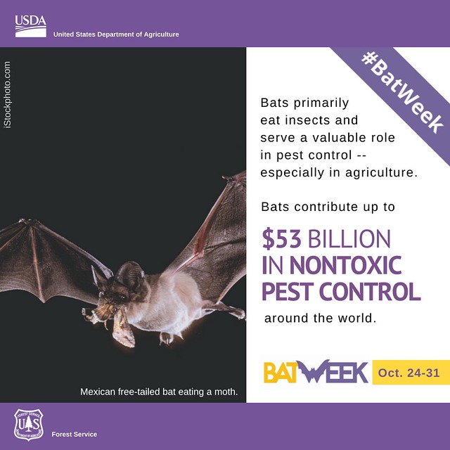The Role Of Bats In Natural Pest Control
