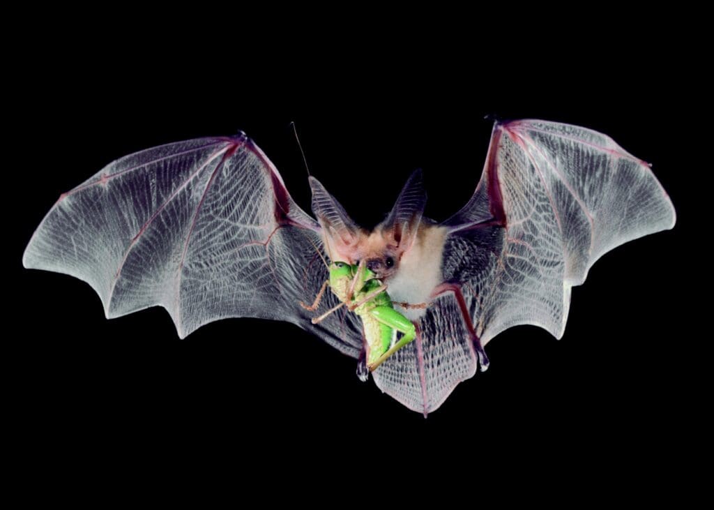 The Role Of Bats In Natural Pest Control