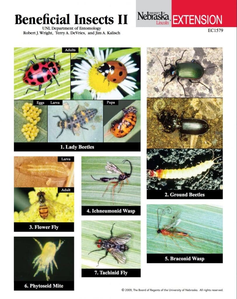 The Role Of Beneficial Insects In Pest Management