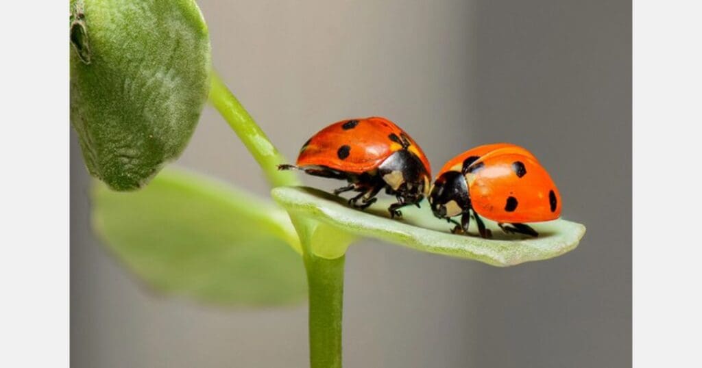The Role Of Beneficial Insects In Pest Management
