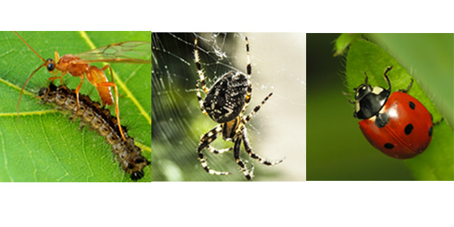 The Role Of Beneficial Insects In Pest Management