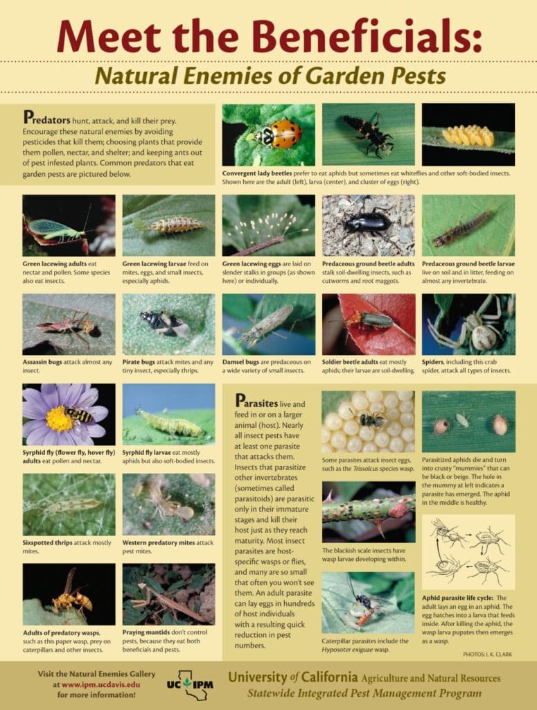 The Role Of Beneficial Insects In Pest Management